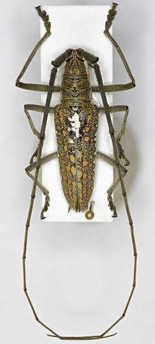 Réf. 198 293 : Neoptychodes trilineatus